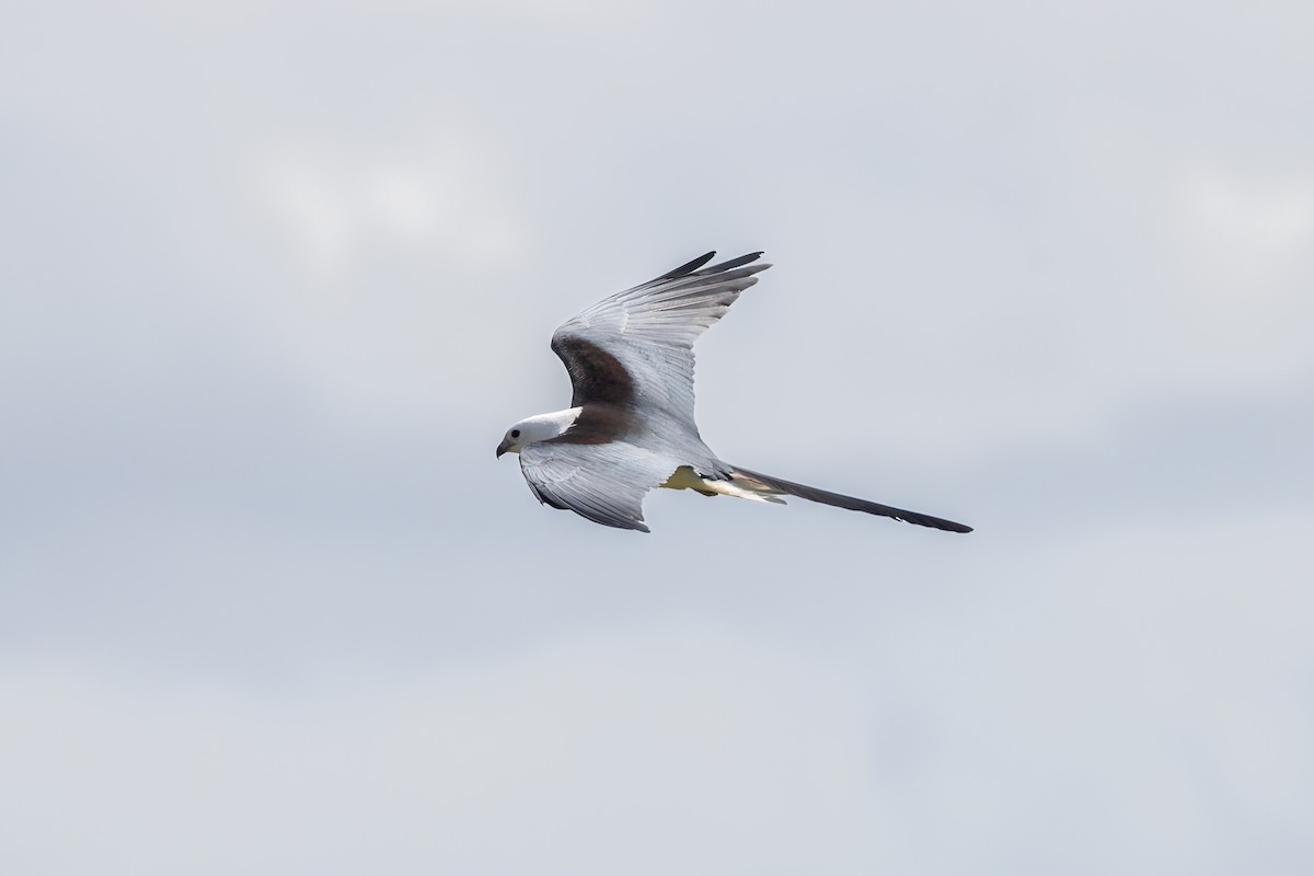 Swallow-tailed Kite - Mark Stephenson