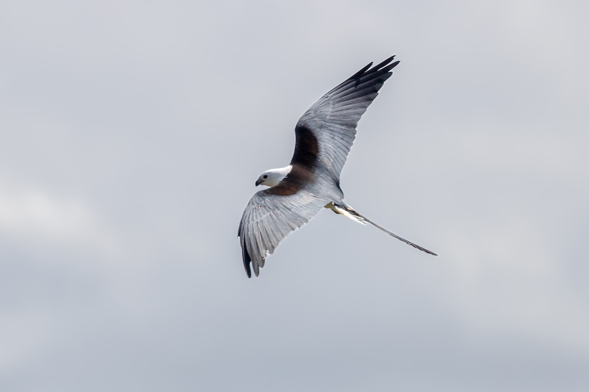 Swallow-tailed Kite - ML618170034