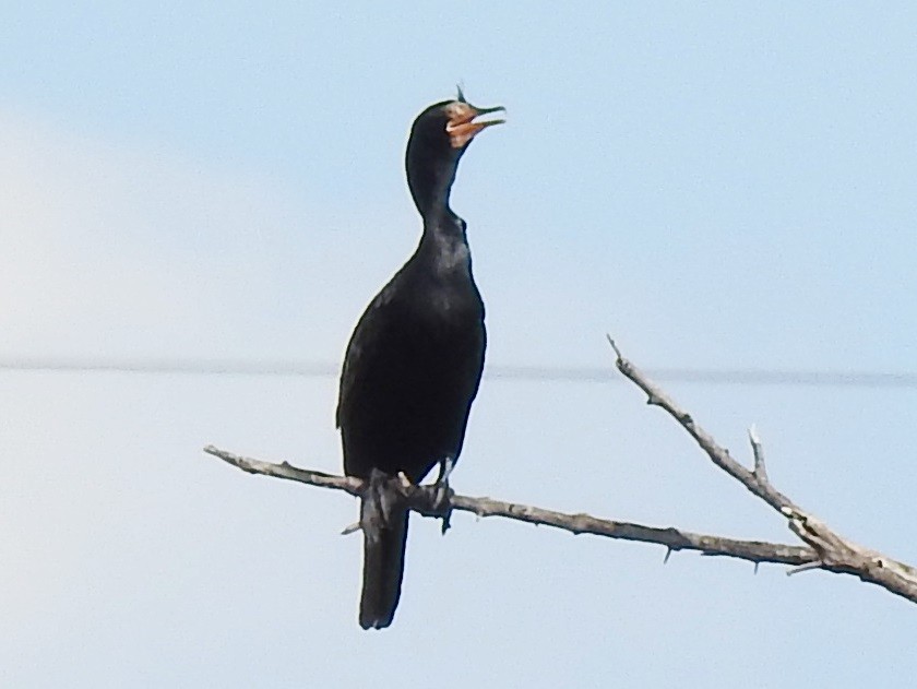 Long-tailed Cormorant - ML618170057