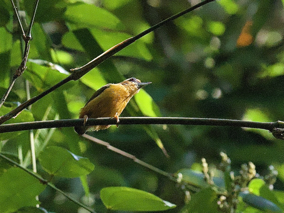 White-browed Piculet - ML618170069