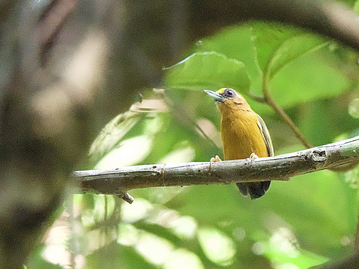 White-browed Piculet - ML618170070