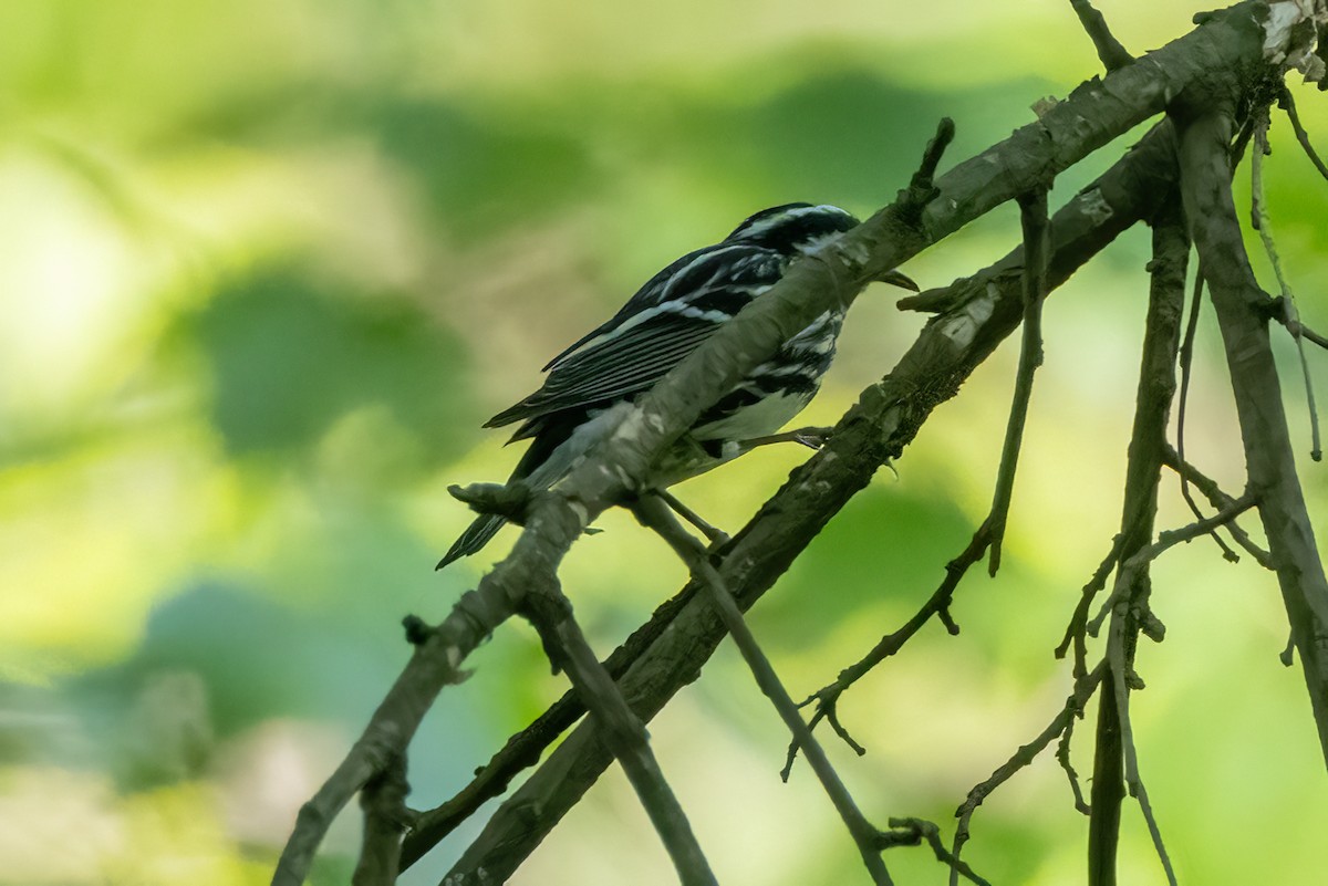 Black-and-white Warbler - ML618170084