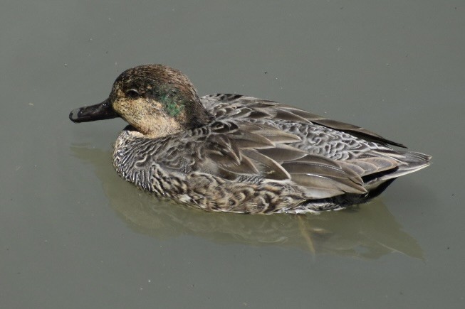 Green-winged Teal - ML618170092