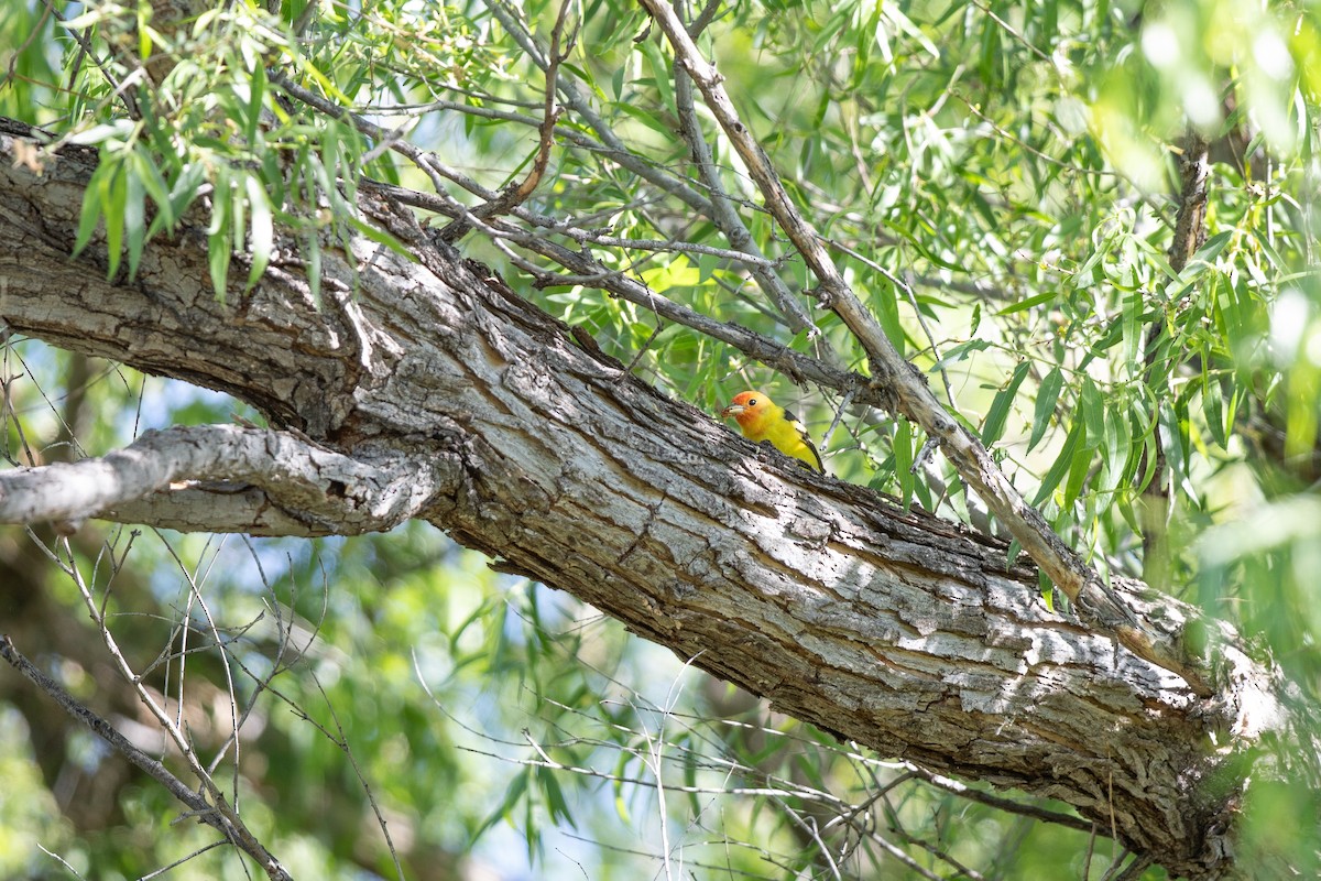 Western Tanager - ML618170109