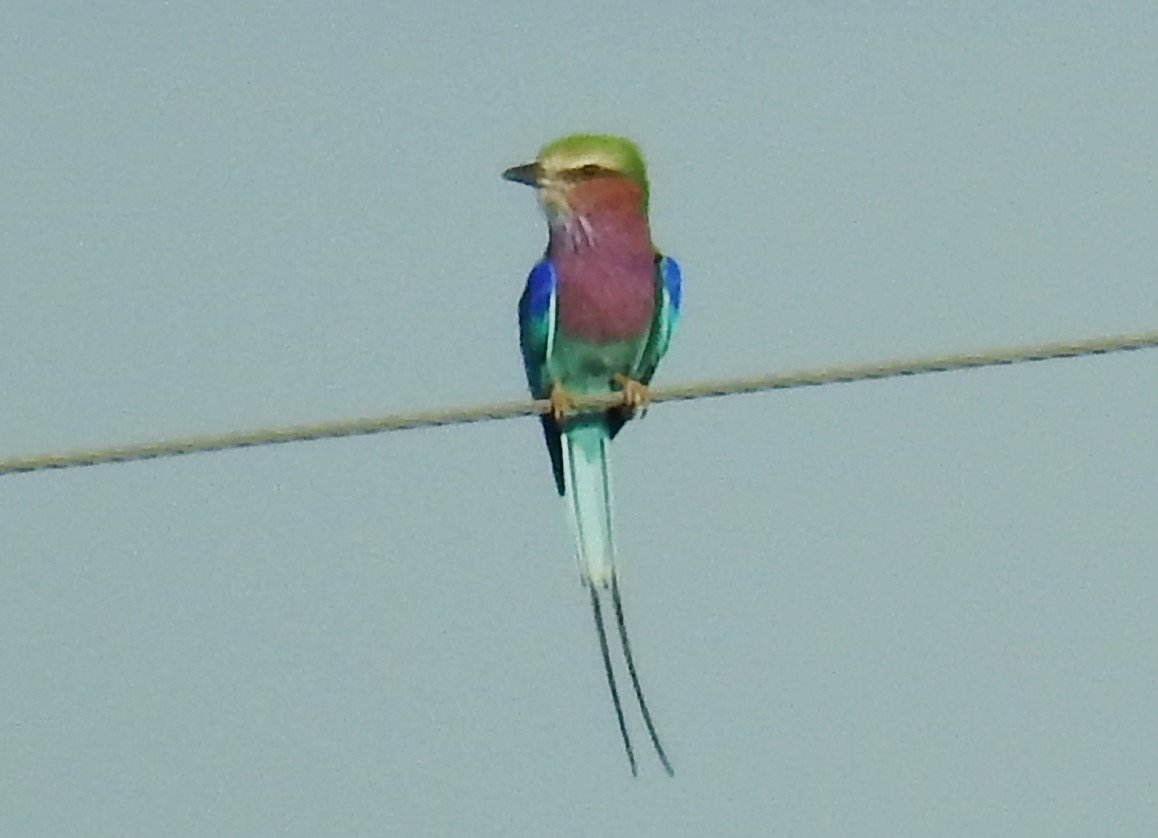 Lilac-breasted Roller - ML618170118