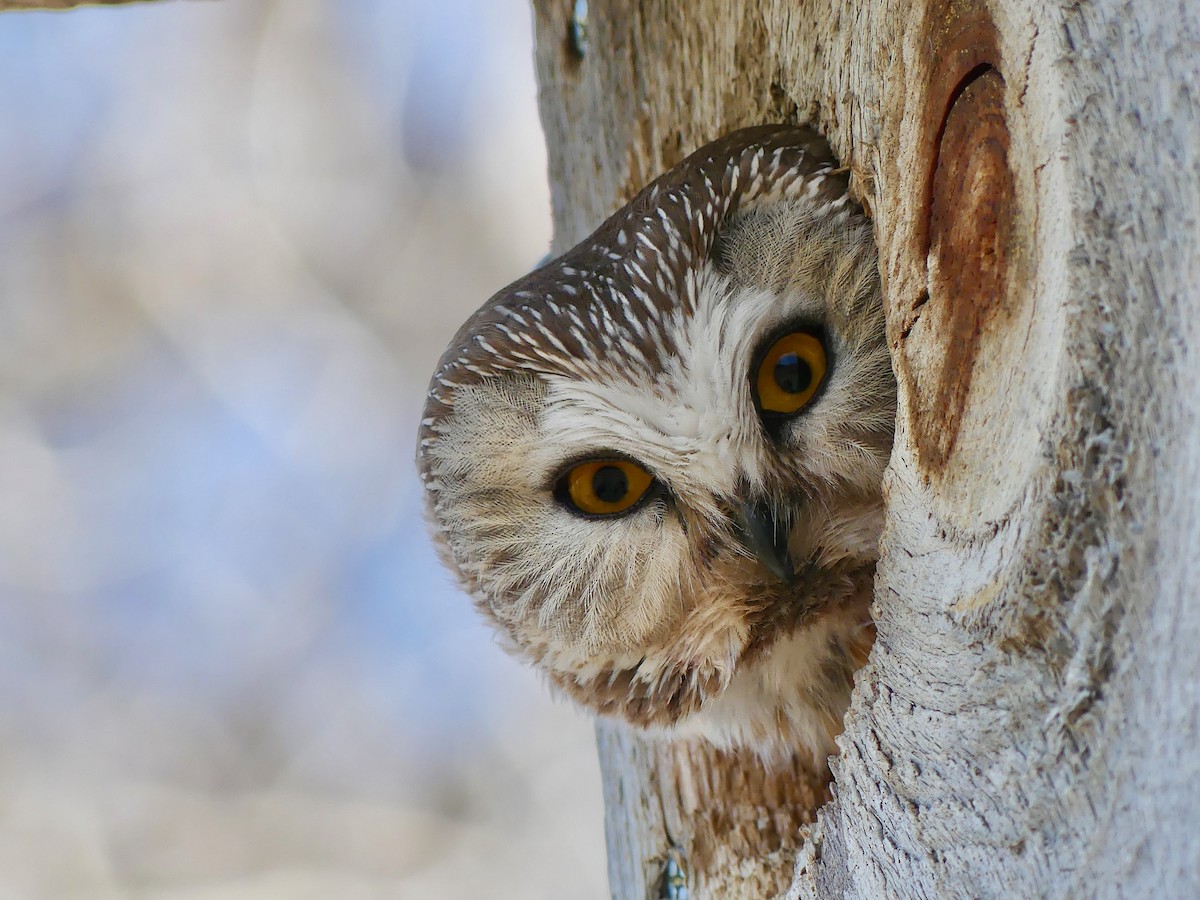 Northern Saw-whet Owl - Peder Stenslie