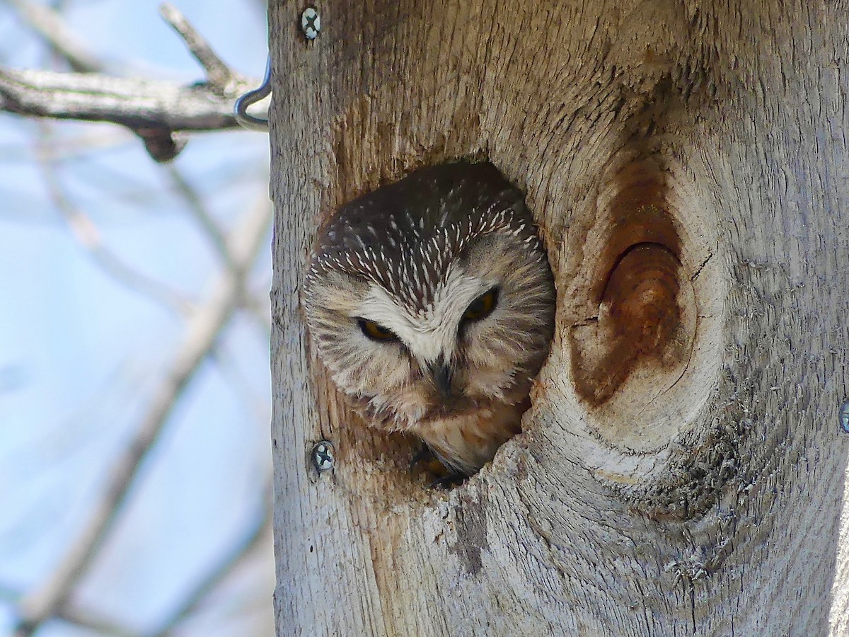 Northern Saw-whet Owl - Peder Stenslie