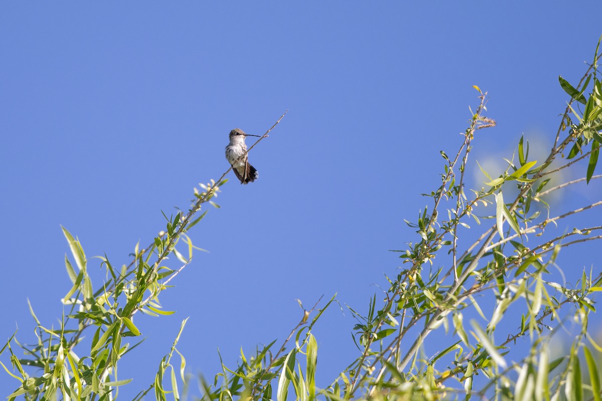 Black-chinned Hummingbird - ML618170189