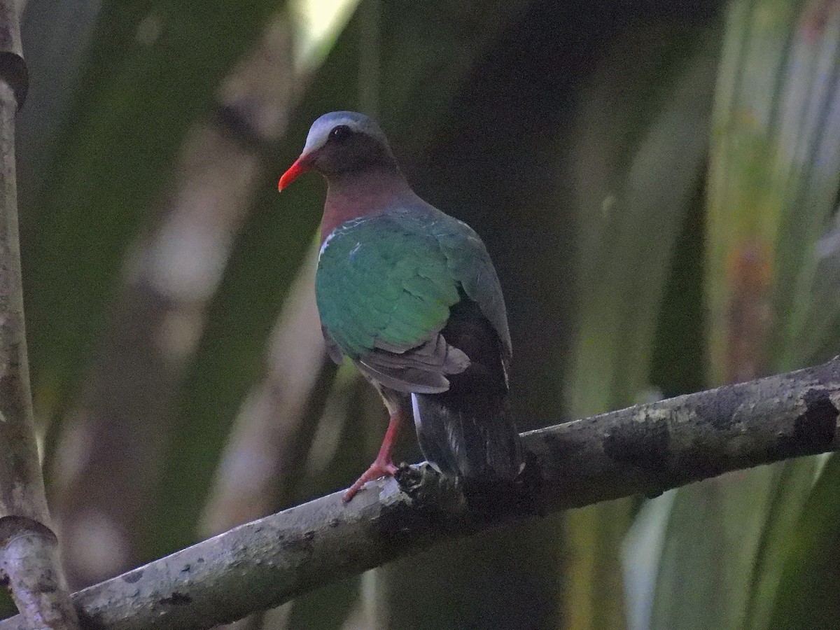 Asian Emerald Dove - ML618170192