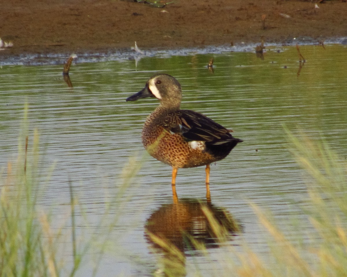 Blue-winged Teal - ML618170209