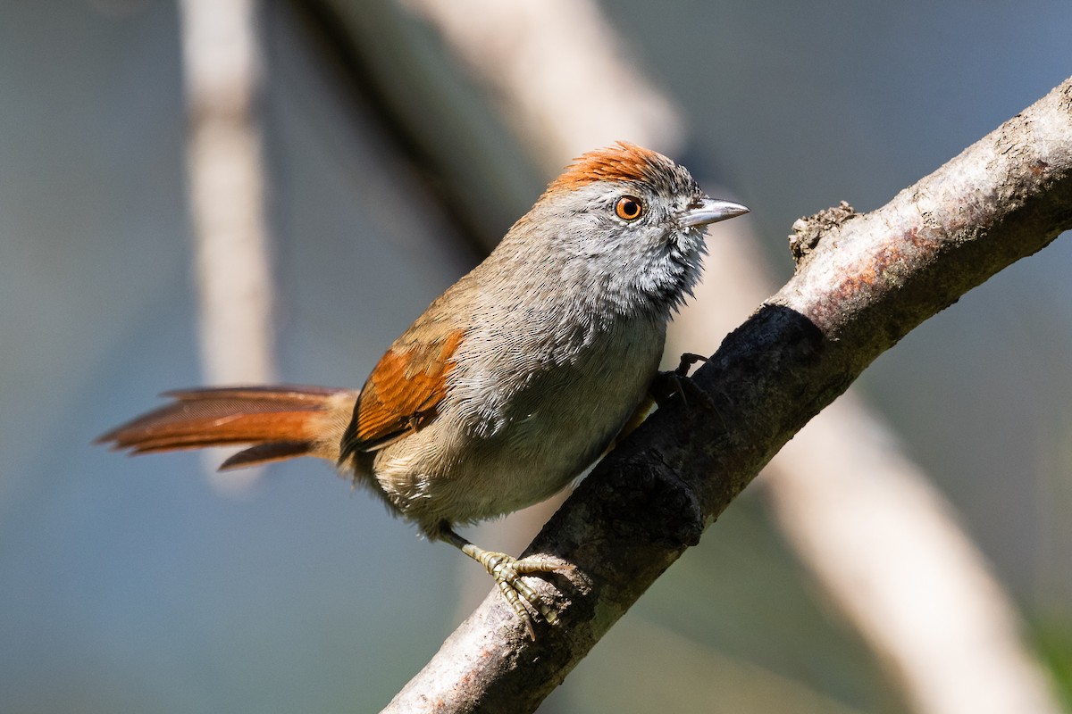 Sooty-fronted Spinetail - ML618170249