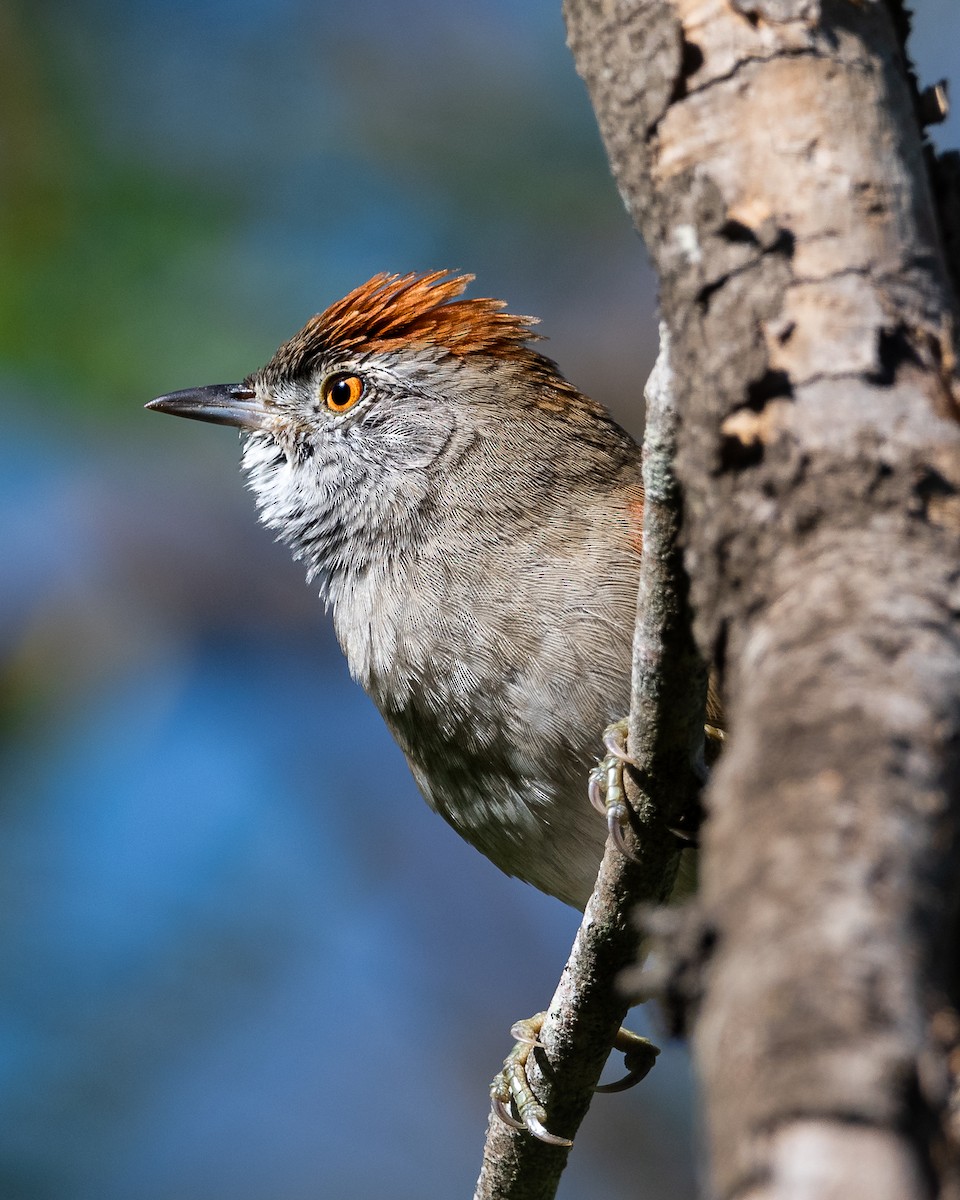 Sooty-fronted Spinetail - Nicolas Mazzini