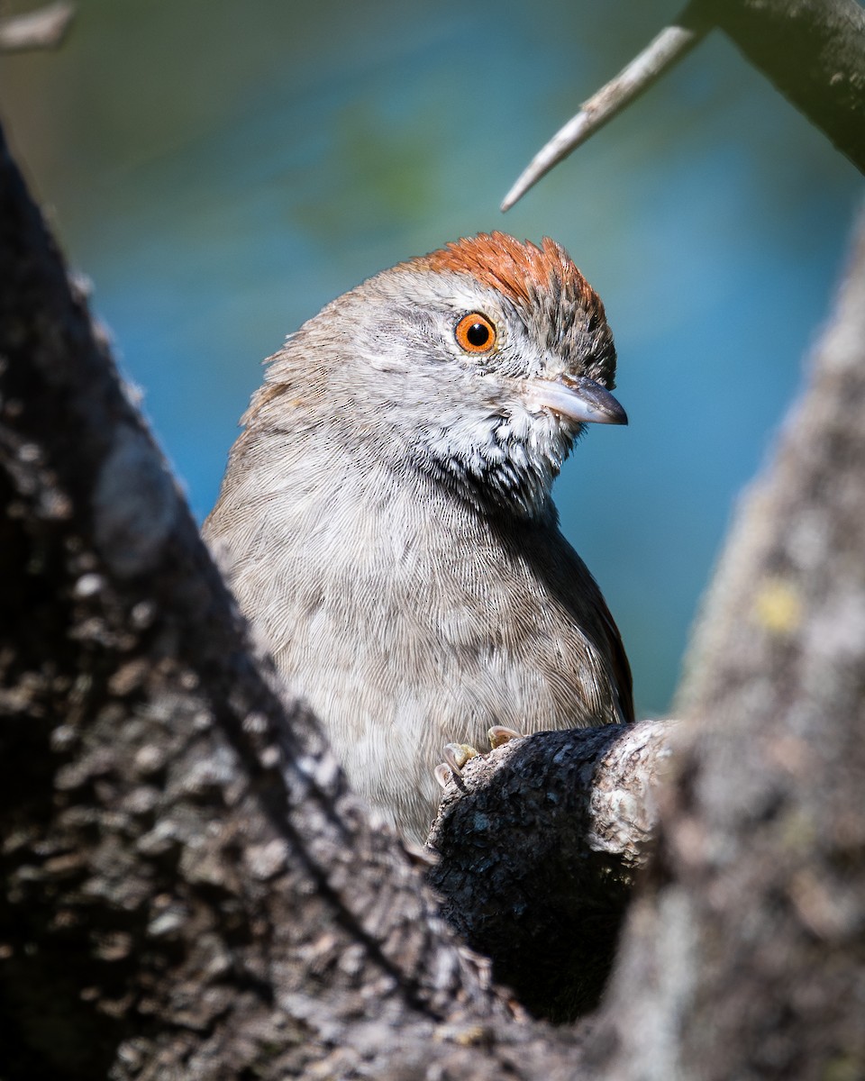 Sooty-fronted Spinetail - ML618170251