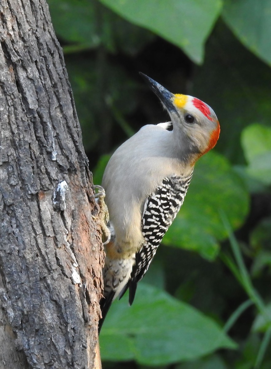 Golden-fronted Woodpecker - ML618170291