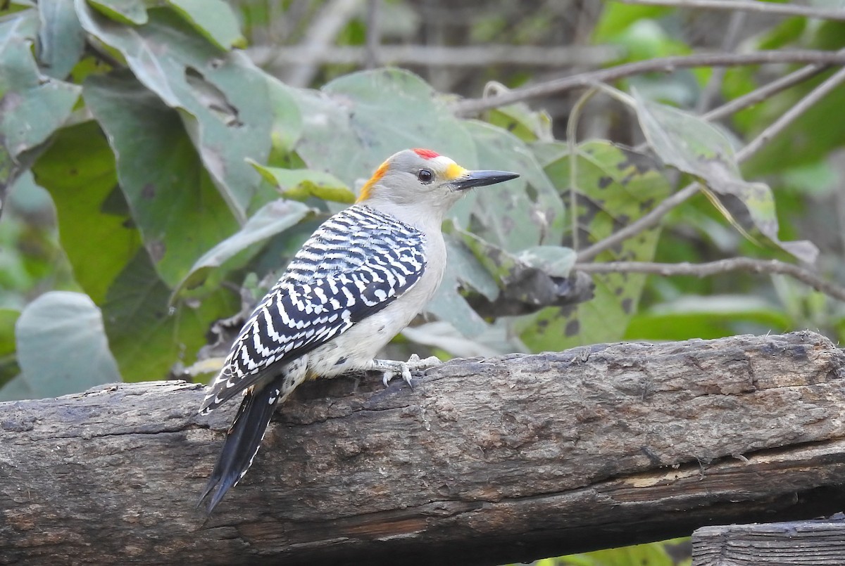 Golden-fronted Woodpecker - ML618170292