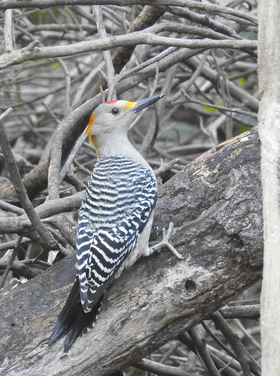Golden-fronted Woodpecker - ML618170294