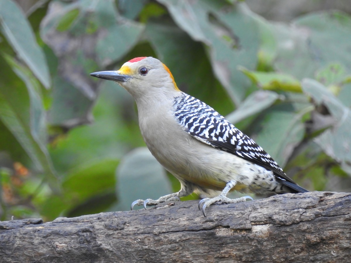Golden-fronted Woodpecker - Hannah Clipp