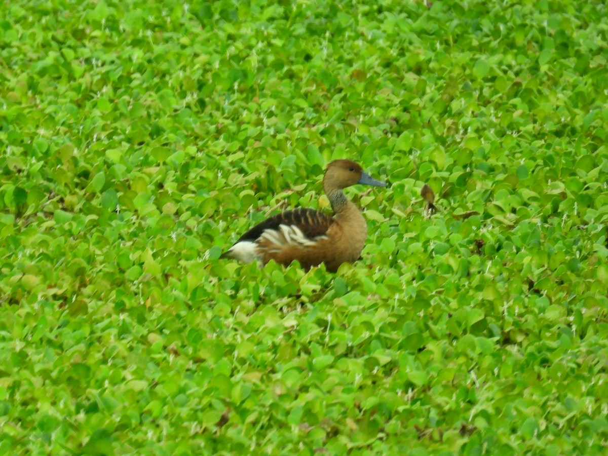 Fulvous Whistling-Duck - ML618170368