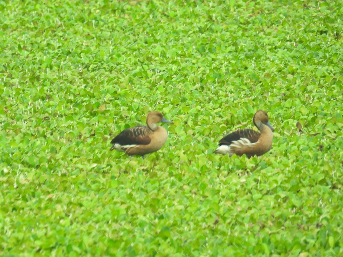 Fulvous Whistling-Duck - bob butler