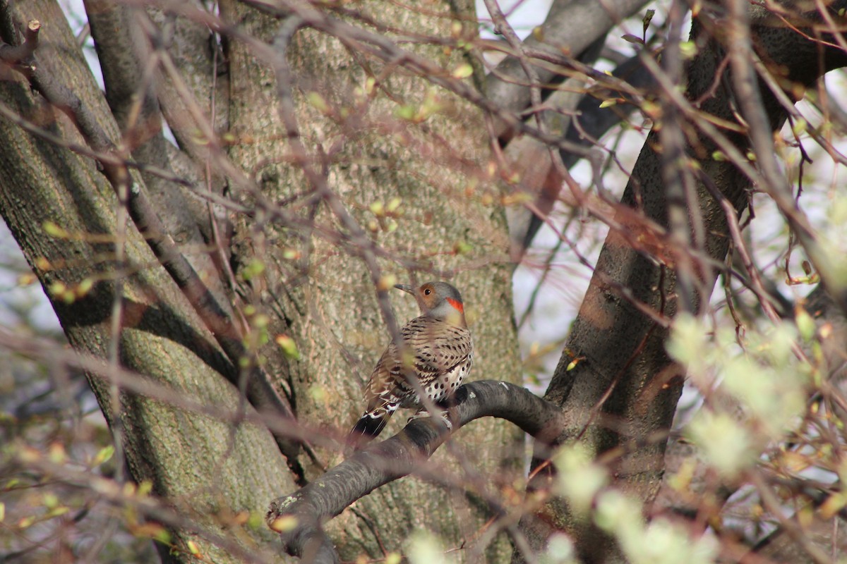 Northern Flicker (Yellow-shafted) - ML618170371