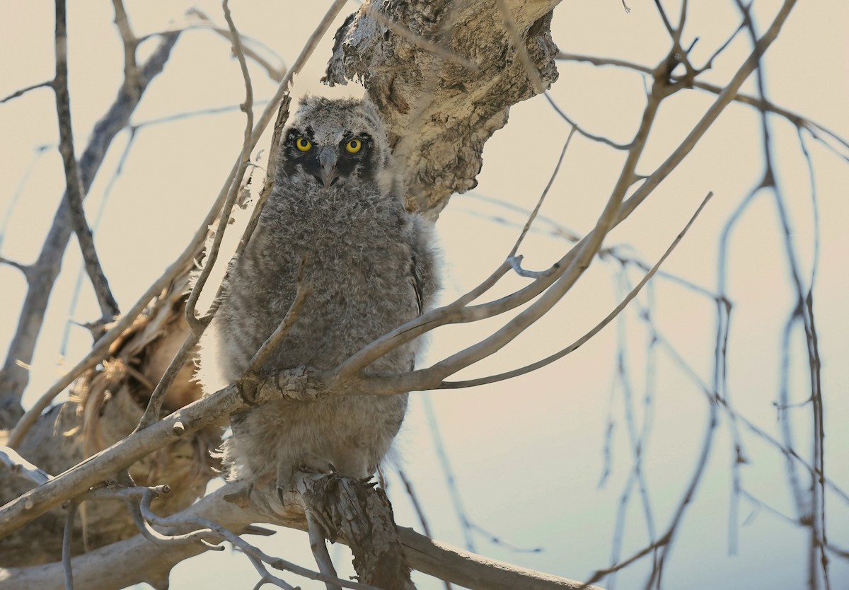 Long-eared Owl - ML618170380
