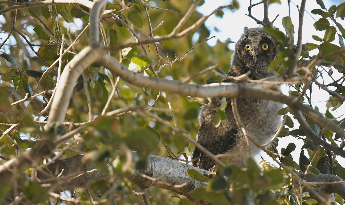 Long-eared Owl - ML618170383