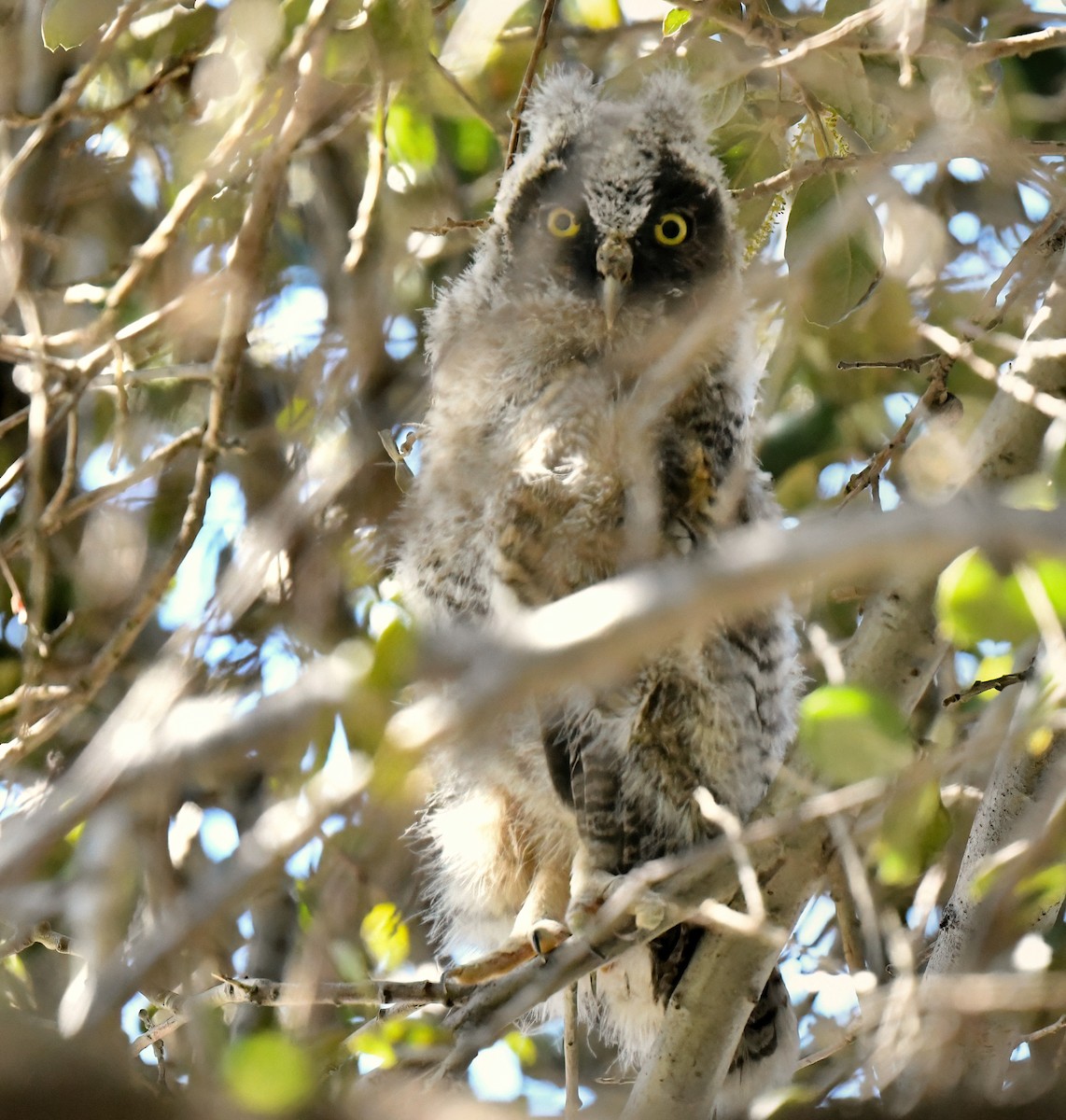 Long-eared Owl - ML618170389