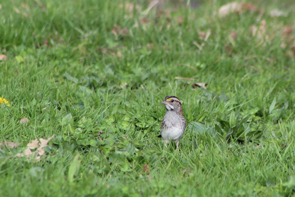 White-throated Sparrow - ML618170450
