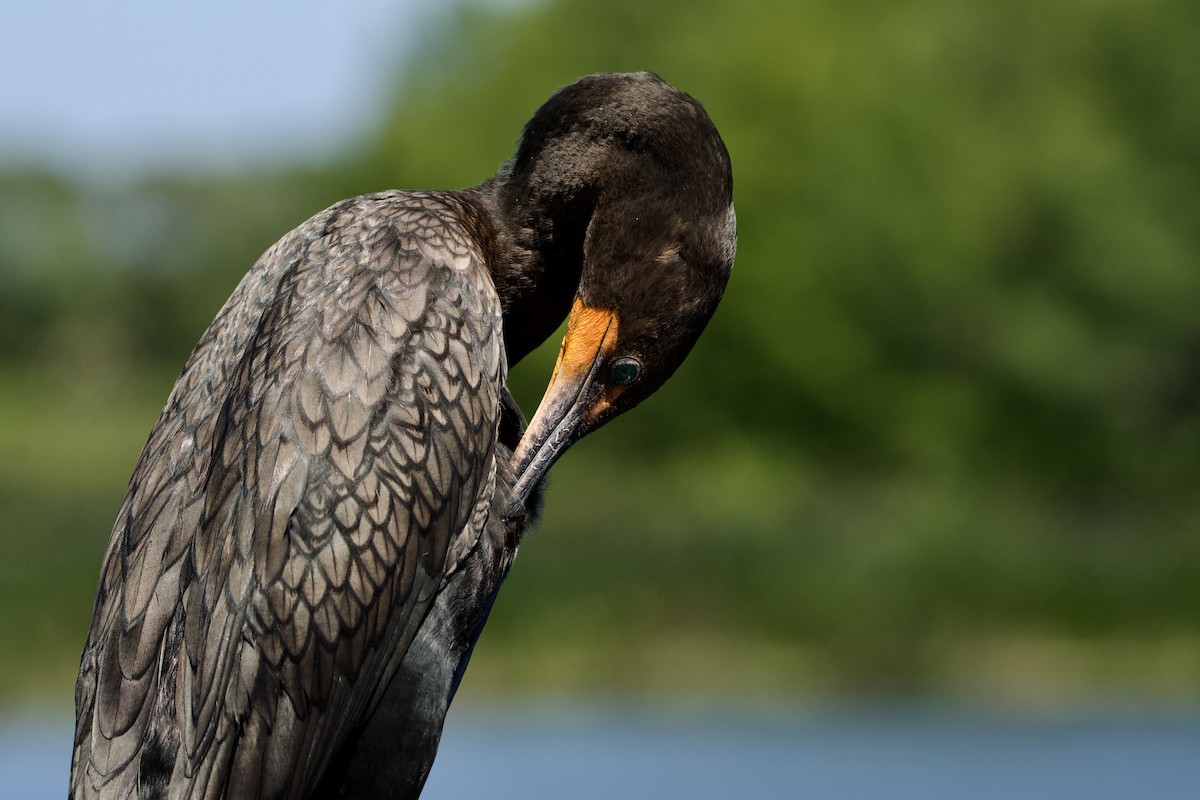 Double-crested Cormorant - Anita  Spencer