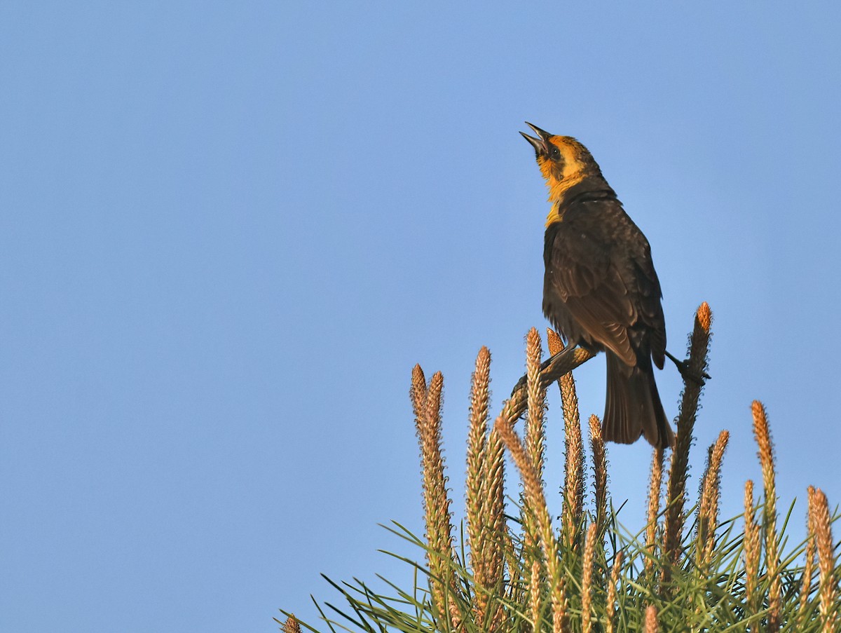 Yellow-headed Blackbird - ML618170485