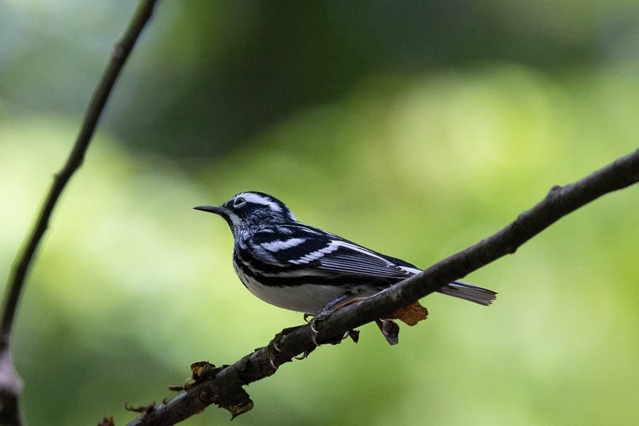 Black-and-white Warbler - ML618170486