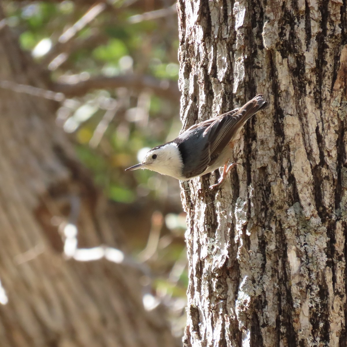 White-breasted Nuthatch - ML618170529