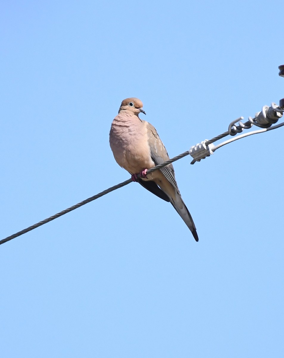 Mourning Dove - Wendy N
