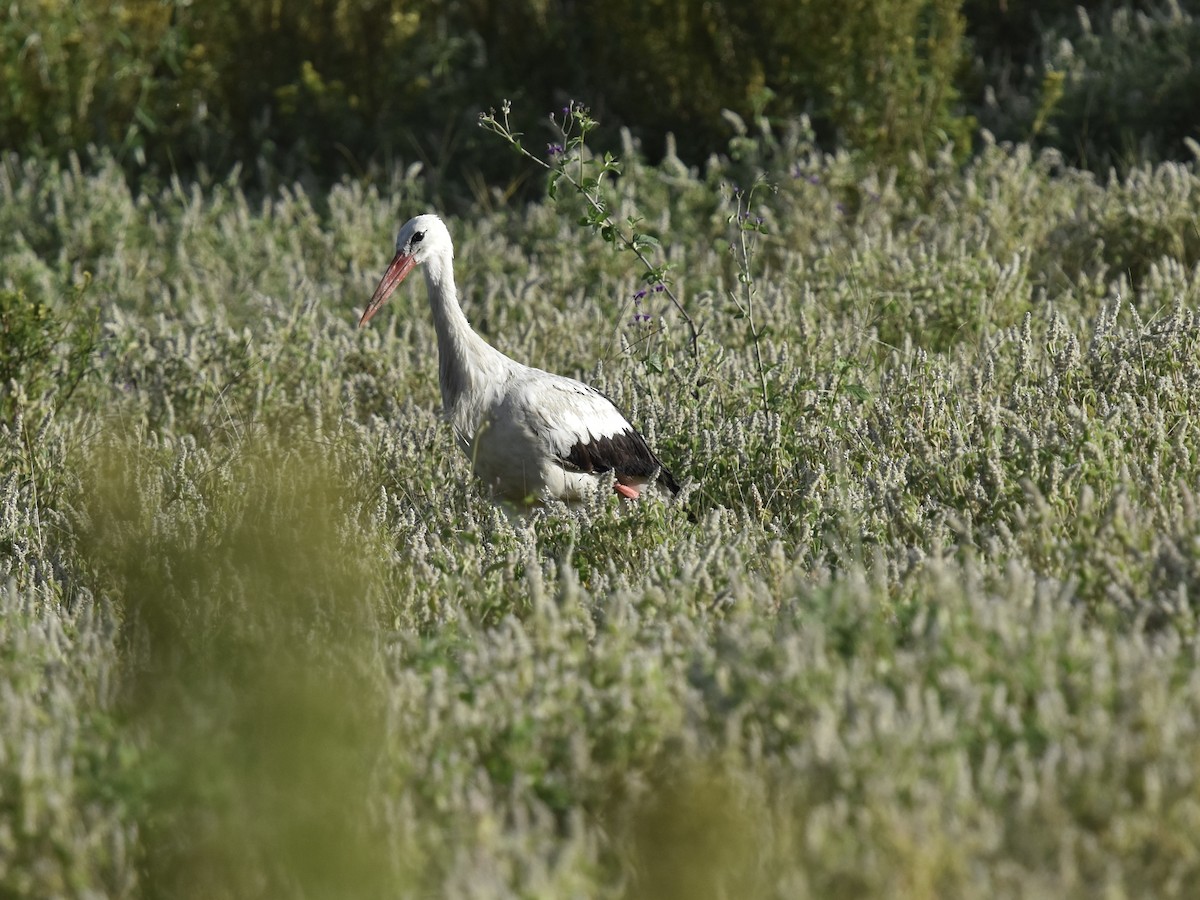 White Stork - ML618170559