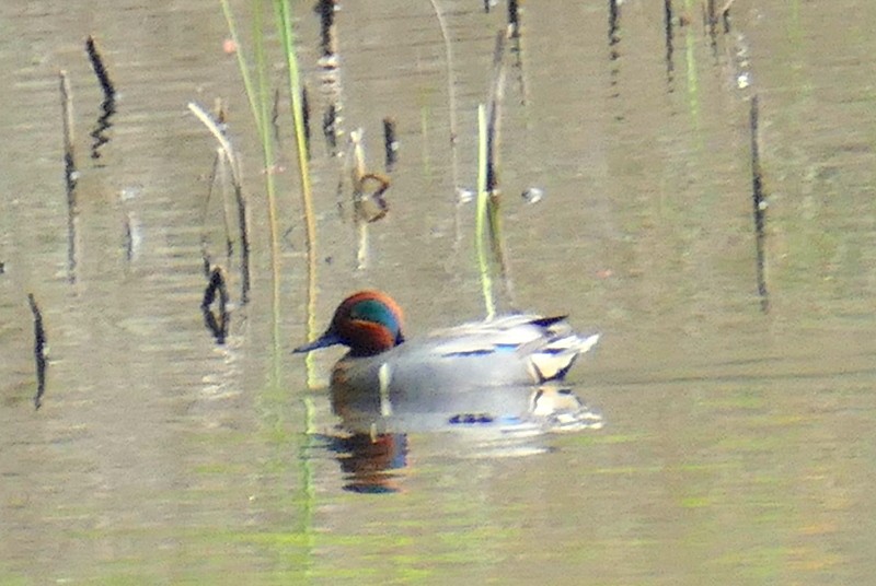 Green-winged Teal - ML618170581