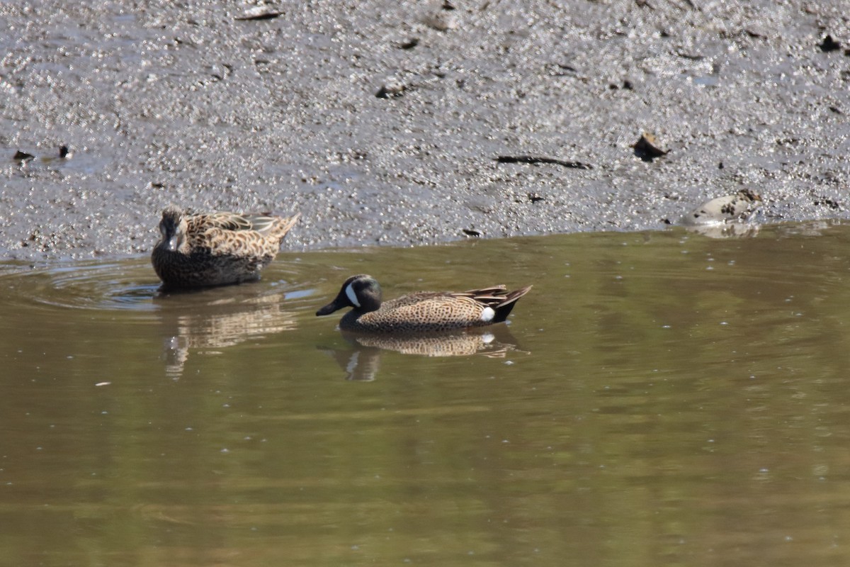 Blue-winged Teal - ML618170628