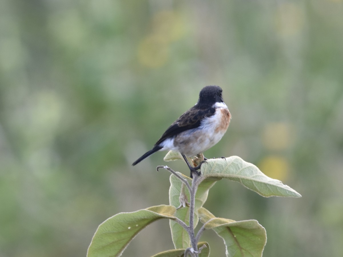 African Stonechat - ML618170670