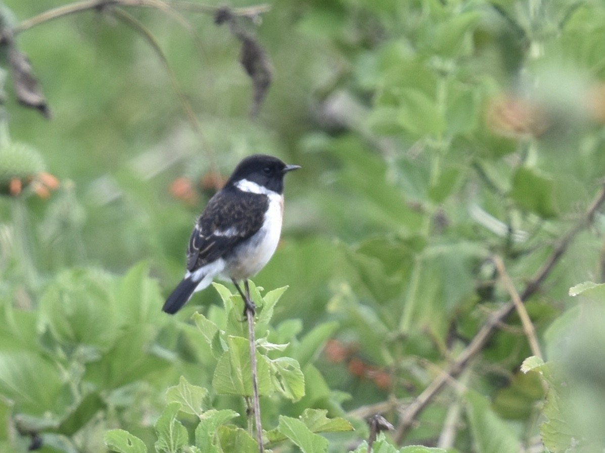 African Stonechat - ML618170671