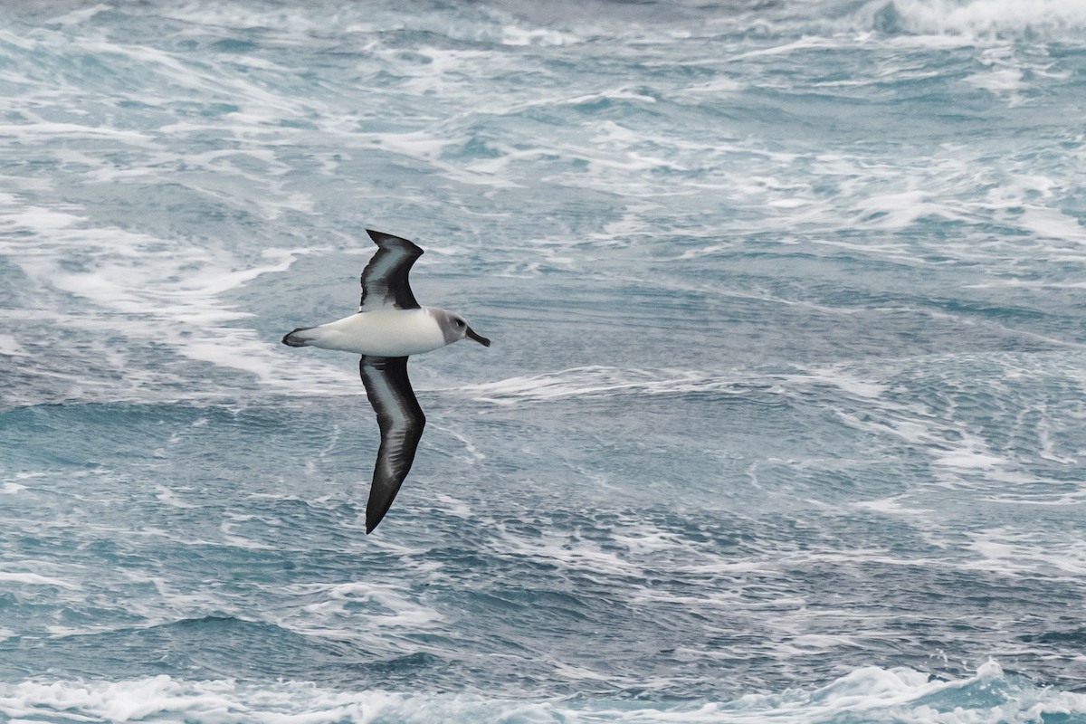 albatros šedohlavý - ML618170730