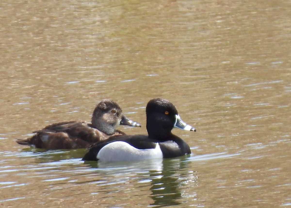 Ring-necked Duck - ML618170788