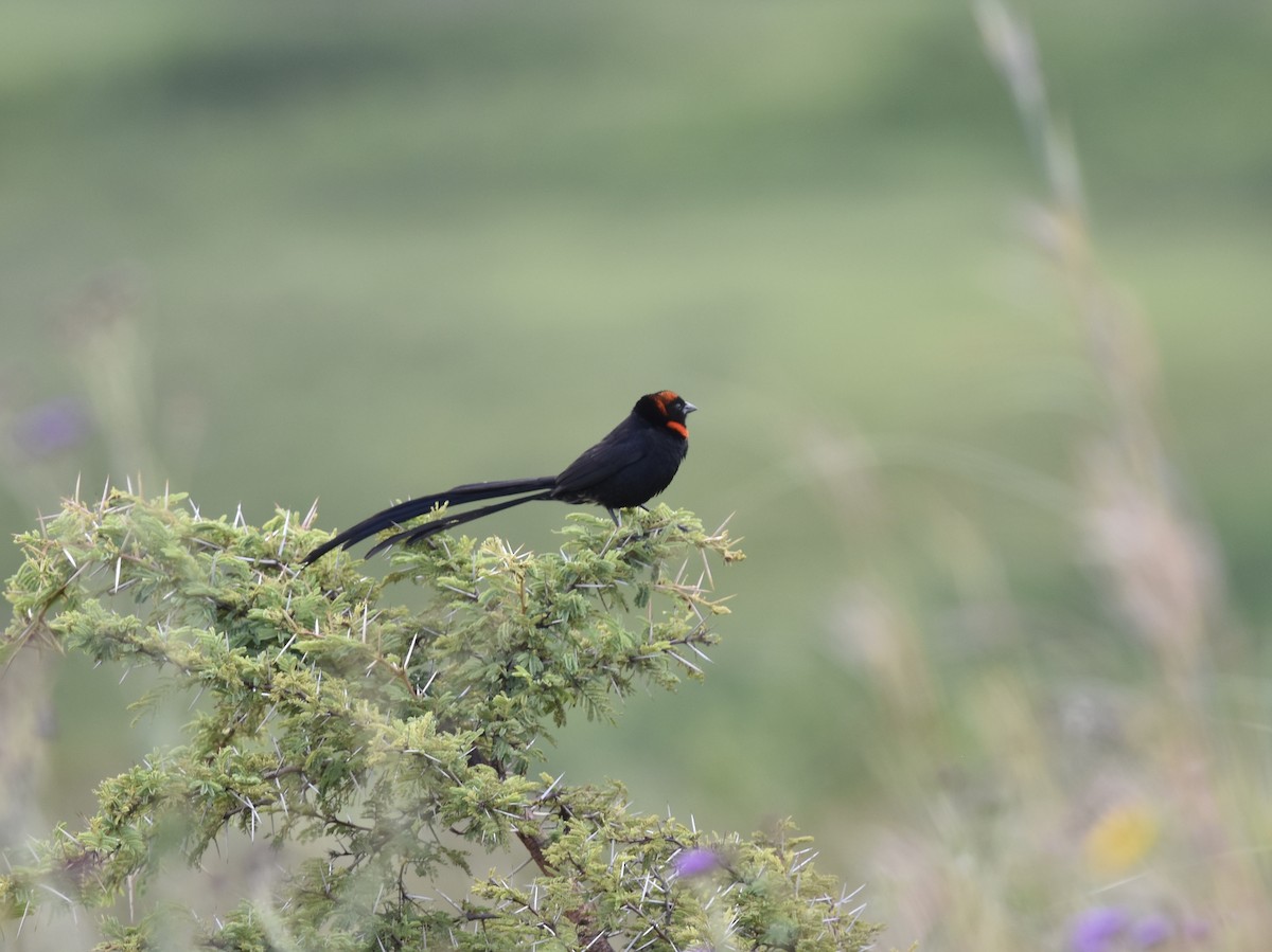 Red-cowled Widowbird - ML618170793