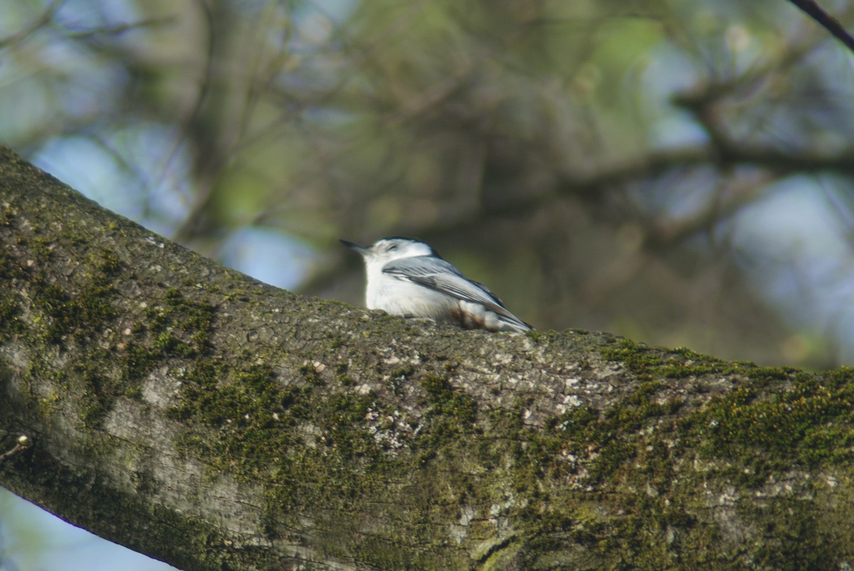 White-breasted Nuthatch - ML618170819