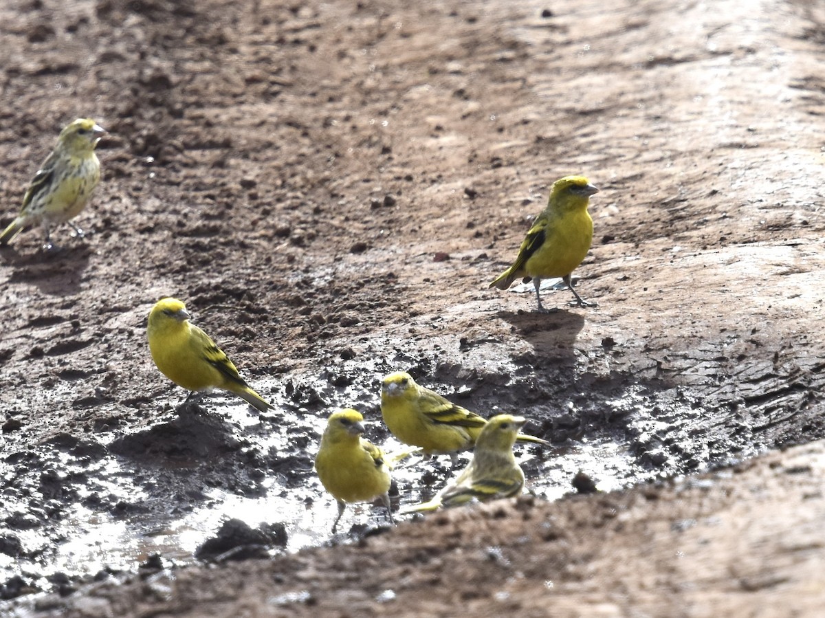 Yellow-crowned Canary - ML618170828
