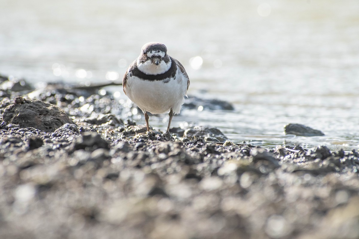 Semipalmated Plover - ML618170830