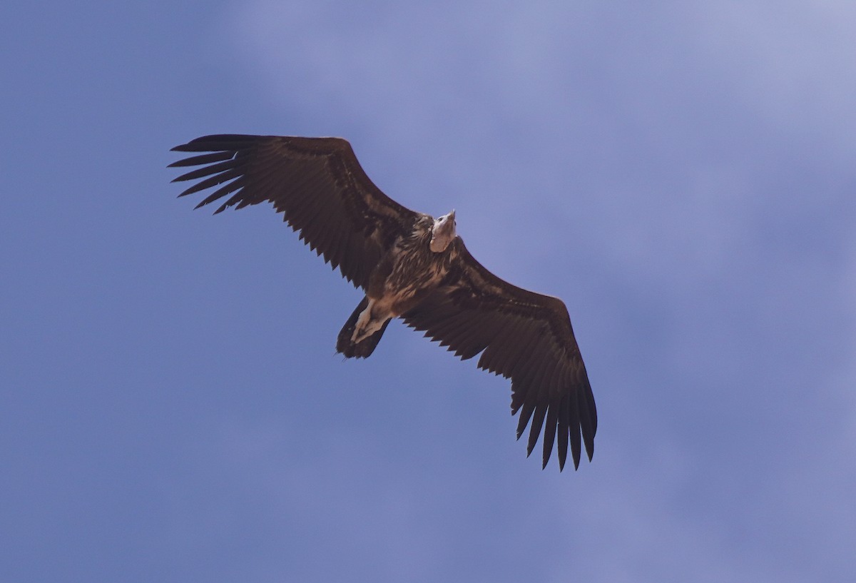 Lappet-faced Vulture - ML618170938