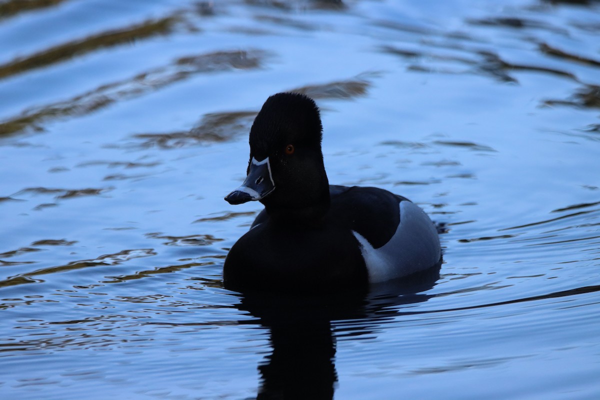 Ring-necked Duck - ML618171010