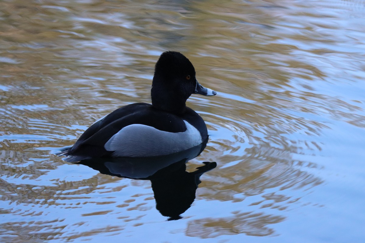 Ring-necked Duck - Vicky Atkinson