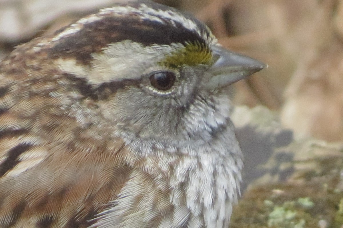 White-throated Sparrow - ML618171023