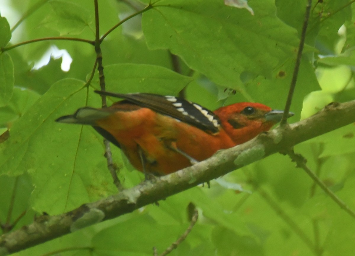 Flame-colored Tanager - ML618171032