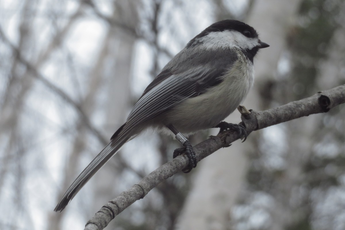 Black-capped Chickadee - Chris Blomme